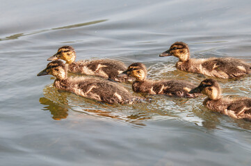 Ducklings on the lake paddling along.