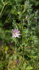 The garden tree-mallow (lat. Lavatera thuringiaca), of the family Malvaceae.