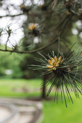 młode szyszki, sosna wirginijska (Pinus virginiana), Park Śląski, woj. śląskie, Polska
