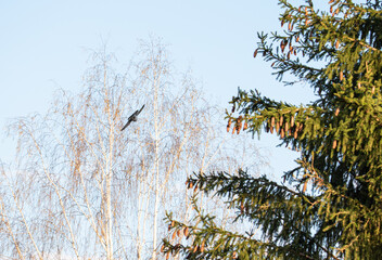 forest pigeon in flight against the sky