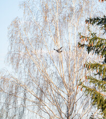 forest pigeon in flight against the sky