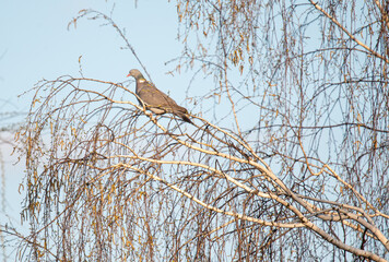 a wood pigeon sits high on a birch tree
