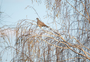 a wood pigeon sits high on a birch tree
