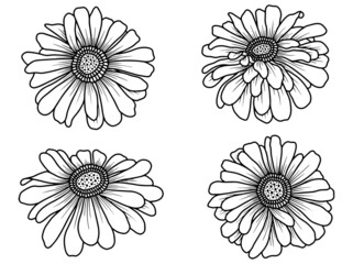 Hand drawn flower sketch line art illustration