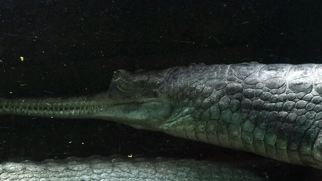 The gharial (Gavialis gangeticus) under water.