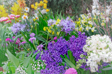 Obraz premium hyacinths, traditional easter flowers, flower background, easter background