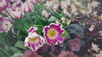 Delicate pink tulips in the garden on a natural green background. Ideal for greeting festive postcard.