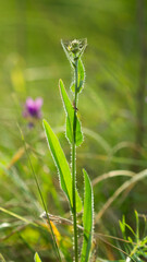 In the Russian grassland.