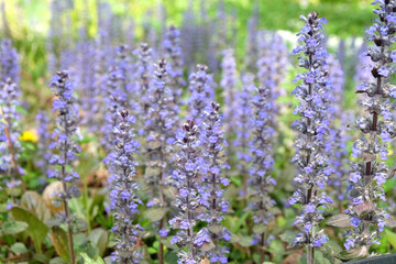 Obraz premium Blue bugle 'Braunherz' in flower