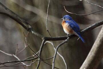 Fototapeta premium eastern bluebird in early spring. Québec, Canada