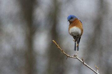 eastern bluebird in early spring. Québec, Canada