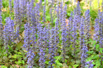 Obraz premium Blue bugle 'Braunherz' in flower