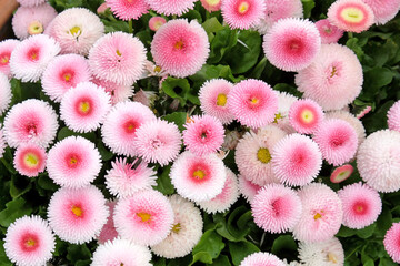 Pink bellis daisies in flower.