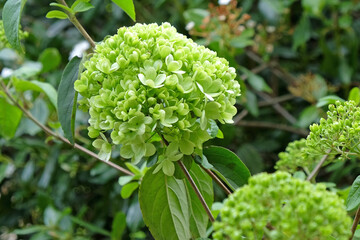 Viburnum macrocephalum &Ocirc;sterile&Otilde; in flower.