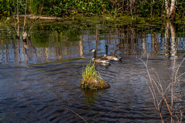 Canada geese and chicks Elk Island National Park Alberta Canada