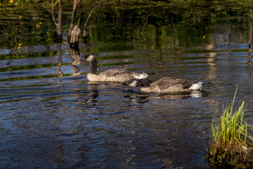 Canada geese and chicks Elk Island National Park Alberta Canada