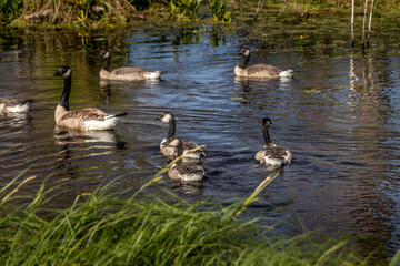 Canada geese and chicks Elk Island National Park Alberta Canada