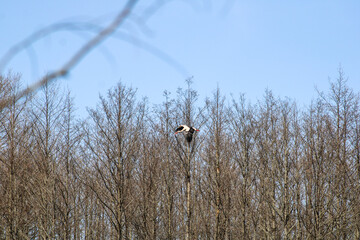White stork in the spring forest