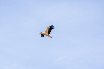 A white stork in the clear Ukrainian sky