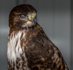 Red Tailed Hawk looks for foodBirds of Prey Centre Coleman Alberta Canada