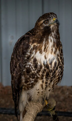 Red Tailed Hawk looks for foodBirds of Prey Centre Coleman Alberta Canada