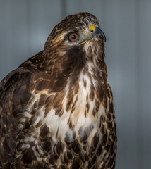 Red Tailed Hawk looks for foodBirds of Prey Centre Coleman Alberta Canada