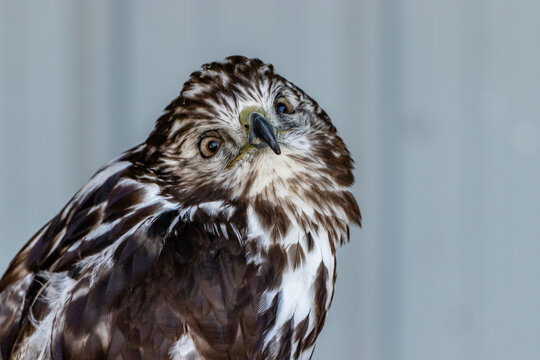 Red tailed hawk sitting on a perch. Birds of Prey Centre, Coledale, Alberta, Canada
