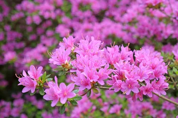 Deurstickers Azalea Grote lila paarse azaleaboom in bloei.