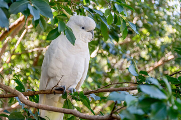 Sulphur-crested cockatoo sitting on the tree close up. Australian wildlife nature in the morning