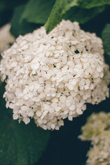 White hydrangea inflorescence with green leaves, top view. Background. The beauty of nature. Retro. Lifestyle.