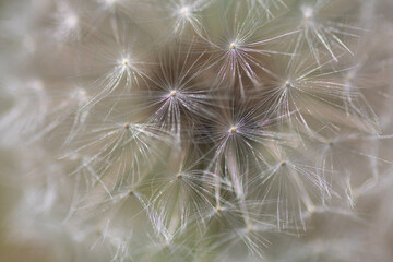 dandelion seeds on a green background