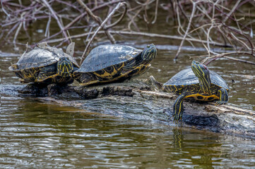 Fototapeta premium Turtle Log