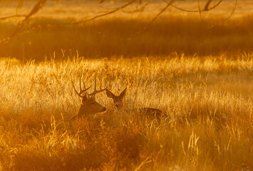 Mule Deer Buck And Doe Bedded at Sunrise in Autumn
