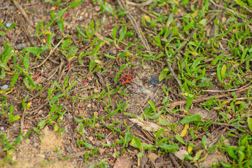 Red bug in the green grass
