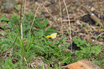 A yellow butterfly on a spring bunting