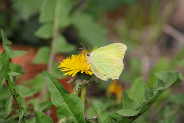 A yellow butterfly on a spring bunting. Close-up