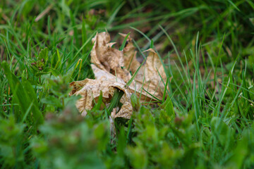 A dry autumn leaf on the young green grass