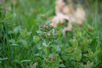Young green mint close-up