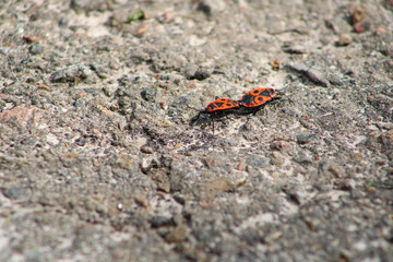 Two red bugs moving around on the pavement