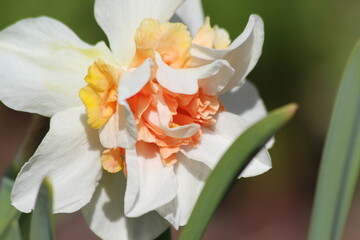 Fototapeta na wymiar narcissus flower