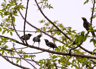 The common myna or Indian myna (Acridotheres tristis) chicks are rushing for food as soon as they see their parents on the branch of a tree, so the mother and father are scolding their three babies.