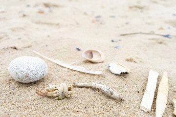 Stone shell feather crab on a sandy beach seen from aside with copy space room for text. Marine theme.  Natural background. Top view.