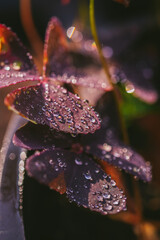 water drops on Oxalis leaves 