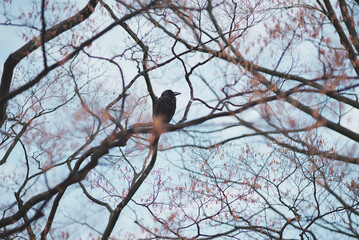 Crow on tree cloudy sky