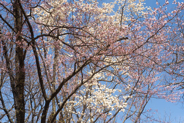 サクラとコブシ