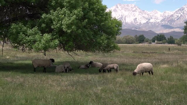 Sheep grazing under a tree shade with the California Sierra Nevada Mountains behind, Dolly left shot