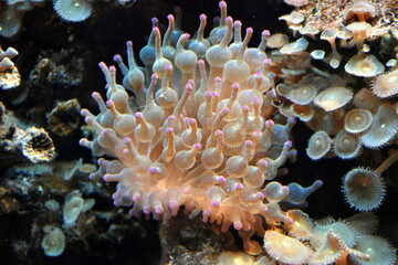 Naklejka na ściany i meble Rosa Koralle in einem Aquarium