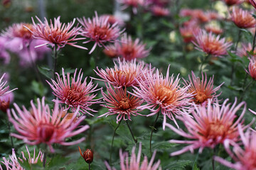 Chrysanthemums Diana Pink blossom in the autumn garden. Background with gentle pink chrysanthemums. Chrysanthemum flowers.