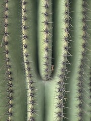 close up of Saguaro  © Summer