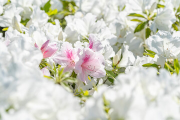 満開の色とりどりなツツジの花